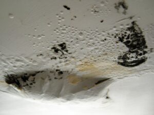 Does Your Home Have Toxic Black Mold?